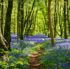 Path winding through woodland carpeted with spring bluebells in rural England
