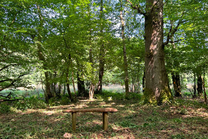 6.8 acres of Woodland for sale in