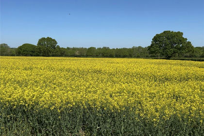 99.6 acres of Arable Land for sale in Ashill