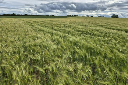 8.8 acres of Agricultural Land for sale in Boroughbridge