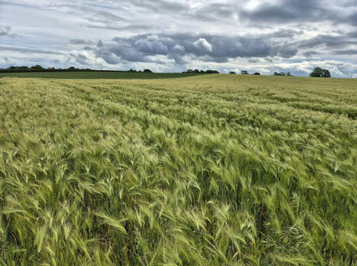 8.8 acres of Arable Land for sale in Boroughbridge