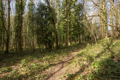 21 acres of Woodland for sale in