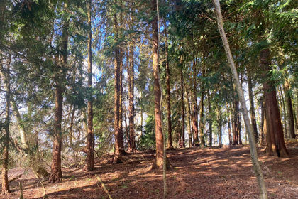 6 acres of Woodland for sale in