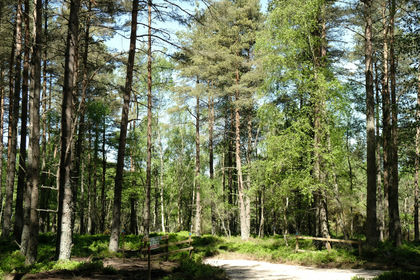 3.7 acres of Woodland for sale in