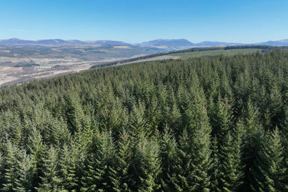 594.9 acres of Timberland for sale in Angus and Perthshire Glens