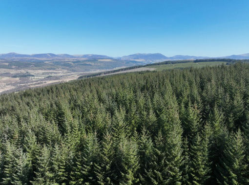 594.9 acres of Timberland for sale in Angus and Perthshire Glens