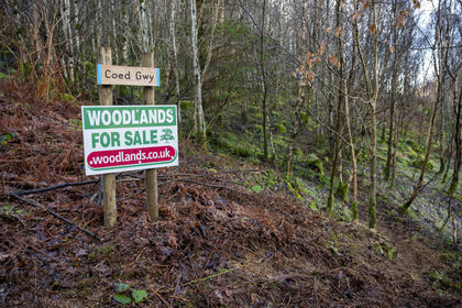 6.3 acres of Woodland for sale in