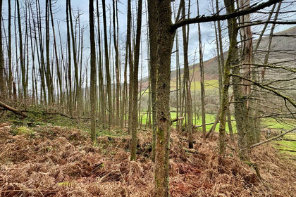 20.3 acres of Agricultural Land for sale in Pumpsaint