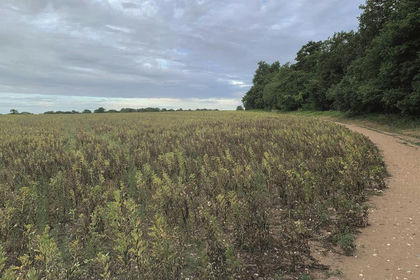 Amenity Land for sale in Epsom and Ewell