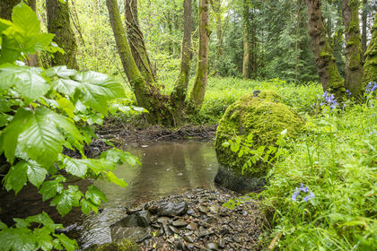 5.5 acres of Woodland for sale in