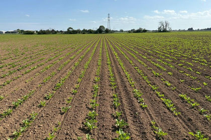 97.8 acres of Agricultural Land for sale in Frampton