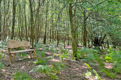 5 acres of Woodland for sale in