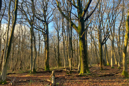 3.5 acres of For sale in Sussex