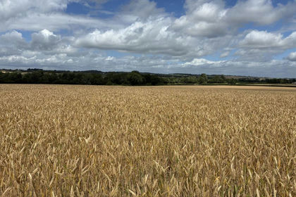 54.4 acres of Arable Land for sale in Isle Abbotts