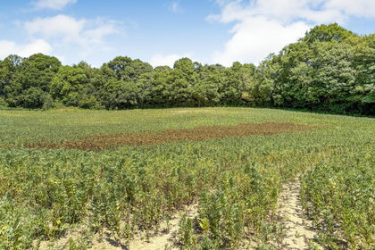 5 acres of Undeveloped Land for sale in Whatlington
