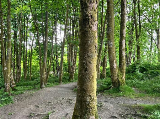 50.7 acres of Woodland for sale in Argyll, Bute and South Lochaber