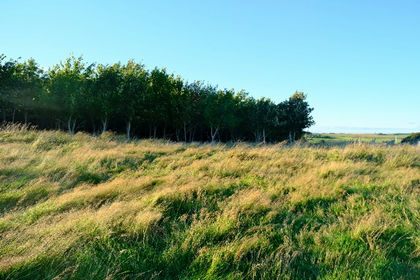 37 acres of Woodland for sale in Caithness, Sutherland and Easter Ross