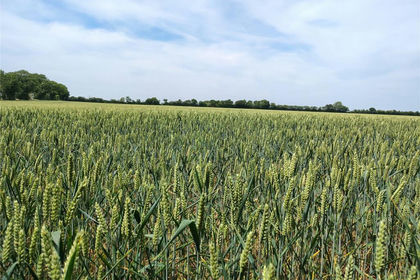 79.5 acres of Agricultural Land for sale in Mickfield