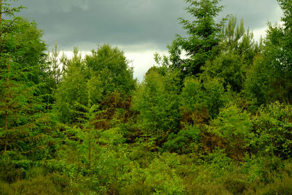 5.8 acres of Woodland for sale in