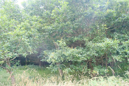 5 acres of Woodland for sale in