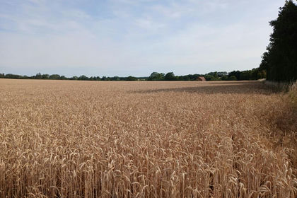 Arable Land for sale in Great Witchingham