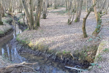 1.1 acres of Woodland for sale in Bethersden