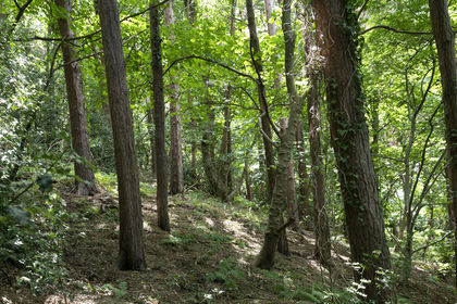 2.8 acres of Woodland for sale in