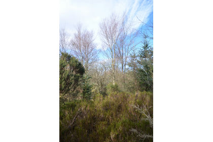 6.3 acres of Woodland for sale in