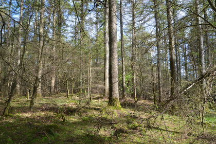 3.8 acres of Woodland for sale in