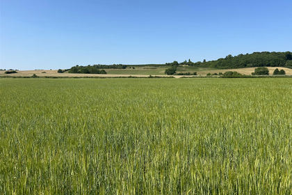 40.5 acres of Agricultural Land for auction in Bridgwater