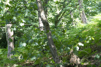 3.3 acres of Woodland for sale in