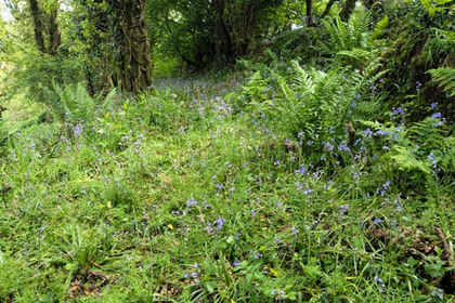 3.3 acres of Woodland for sale in