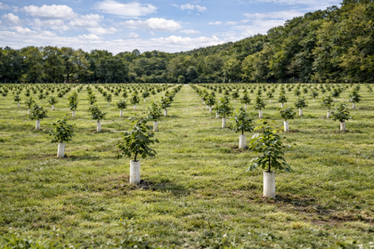 3.9 acres of Orchard for sale in Llanelli