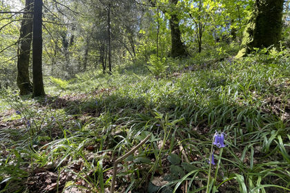 8 acres of Woodland for sale in