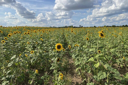 Agricultural Land for sale in Lutton