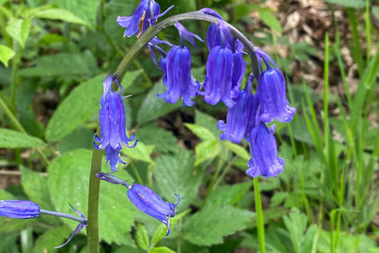 4 acres of Woodland for sale in