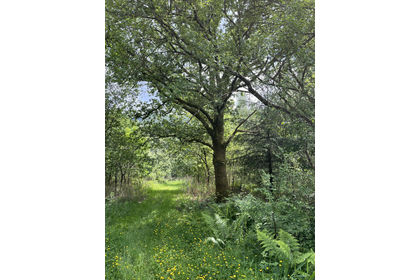 12.5 acres of Woodland for sale in