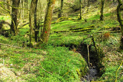 7 acres of Woodland for sale in