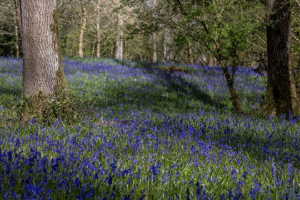 57 acres of Woodland for sale in Kintbury