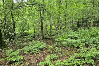18.6 acres of Woodland for sale in Cheddleton