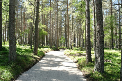 3.7 acres of Woodland for sale in