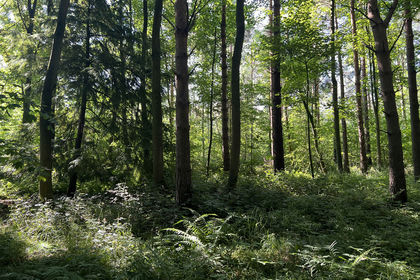3.7 acres of Woodland for sale in