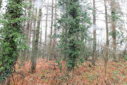 6.8 acres of Recreational Land for sale in Lower Sapey