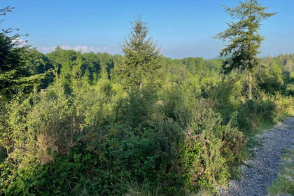 3 acres of Timberland for sale in Dinton