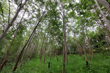 10.2 acres of Woodland for sale in Somercotes