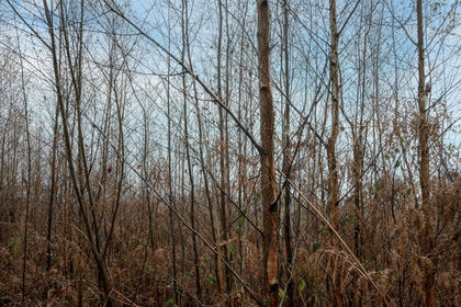 2.8 acres of Woodland for sale in