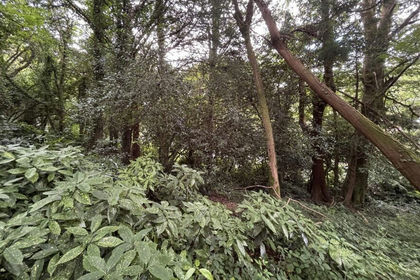 Building Plot for auction in Perranarworthal