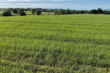 9.2 acres of Farmland for sale in Raglan
