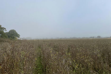 36.5 acres of Land for sale in Witchford