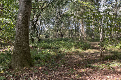 5.5 acres of Woodland for sale in